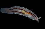 Afbeeldingsresultaten voor "cephalopyge Trematoides". Grootte: 154 x 100. Bron: seaslugsofhawaii.com