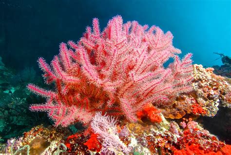 pink sea fan corals  resilient  climate change earthcom
