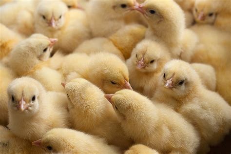 baby chickens  showing  dead   mail due  delays