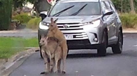 kangaroos public sex spree causes traffic hold up in