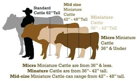 miniature cattle qa