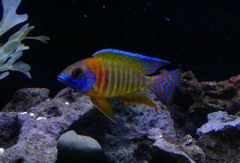 cichlid african cichlids tropical freshwater fish aquarium fish