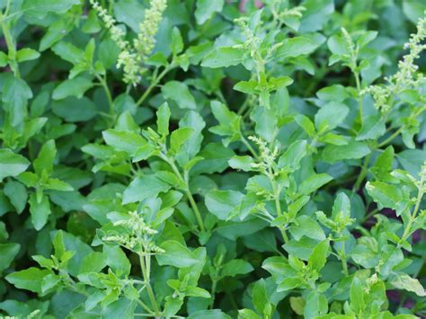 how to add tulsi in your daily diet to stay healthy times of india