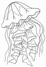 Jellyfish Colorat Meduse Meduze Animale Realistic Medusa Planse P01 Getdrawings Desene Fise Primiiani Mythologie Meduza Desen Vizite Voturi Coloringbay Plansa sketch template