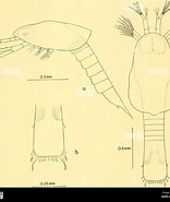 Afbeeldingsresultaten voor "Nematoscelis Megalops". Grootte: 156 x 185. Bron: www.alamy.com
