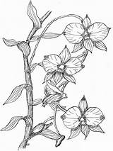 Coloring Pages Orchid sketch template