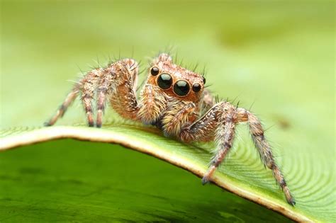 jumping spider      pictures faqs