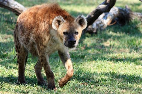 spotted hyena   stock photo public domain pictures
