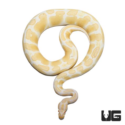 Albino Pos Super Orange Dream Yellowbelly Ball Python Python Regius