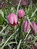 Image result for "fritillaria Sargassi". Size: 75 x 100. Source: my.chicagobotanic.org