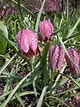 Image result for "fritillaria Formica". Size: 80 x 107. Source: my.chicagobotanic.org