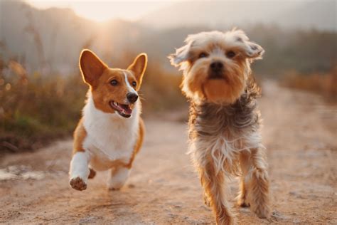 find   dog breed   witsend dog training behaviour