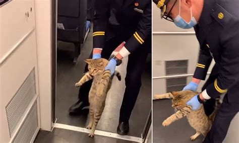 Funny Cat Moment Feline Gets Escorted Off A Train After Being Caught