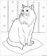 Pages Cat Siberian Coloring sketch template