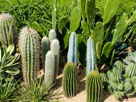 types  cactus   garden  cactus landscaping