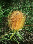 Afbeeldingsresultaten voor spinulosa. Grootte: 138 x 185. Bron: triggplants.com.au