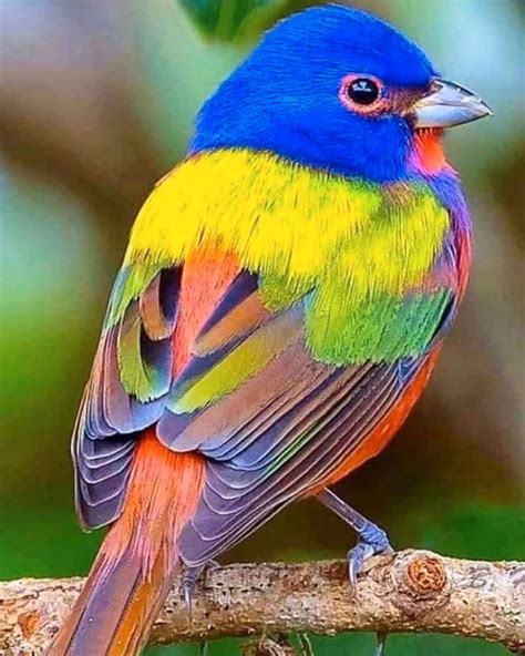 beautiful painted buntings  colorful birds  perfectly