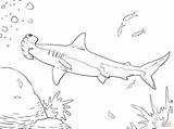 Coloring Shark Hammerhead Pages Library Printable Great sketch template
