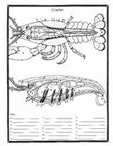 Crayfish Worksheet Dissection Anatomy Simulated sketch template