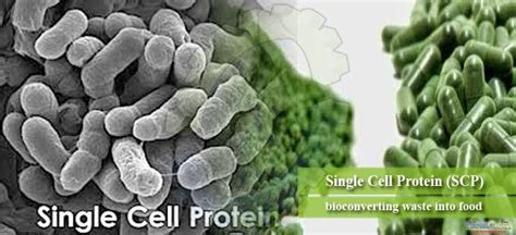 single cell protein  alternate source  protein