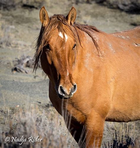 red dun mustang beautiful horses horses dun horse