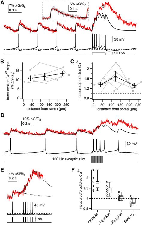 Tonic Firing Rate Controls Dendritic Ca2 Signaling And Synaptic Gain