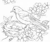 Coloring Birds Pages Robins Robin Nest Eggs Rocks Tracing Choisir Tableau Un sketch template