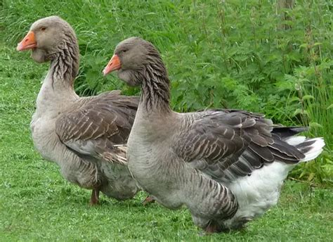 toulouse goose birds flight