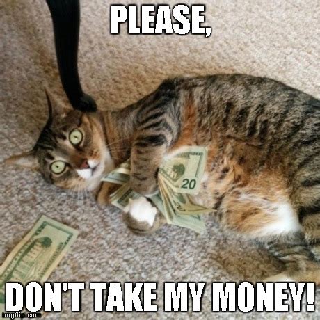 money cat imgflip