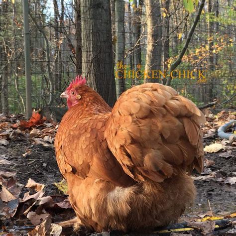 Buff Cochin Bantam Bantam Chicks For Sale Cackle Hatchery