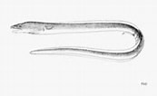 Afbeeldingsresultaten voor Echelus myrus Anatomie. Grootte: 172 x 106. Bron: thewebsiteofeverything.com