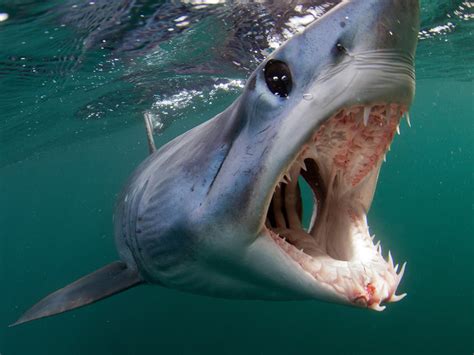 mako shark attacks  humans