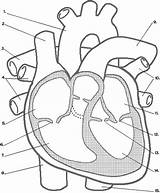 Heart Diagram Unlabeled Labels Human Blank Anatomy Without Sketch Label Parts System Fill Labeling Cardiovascular Animals Use sketch template