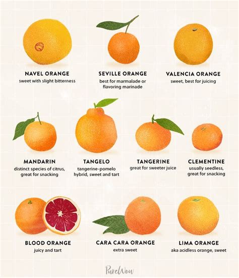 10 Types Of Oranges For Juicing Snacking And Everything In Between In