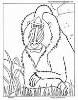 Coloring Mandrill Mandril Pages Mae Jemison Animal Primates Animals Printable Planet Color Monkey Kids Books Zoo Colouring Book Designlooter Au sketch template