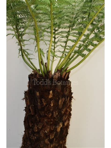 buy dicksonia tree ferns uk delivery