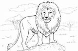 Lions Detroit Coloring Pages Lion Getdrawings Tribal sketch template