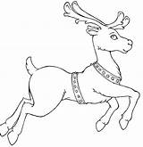 Reindeer Coloring Pages Christmas Santa Rudolph Flying Template Drawing Nosed Caribou Clipart Printable Deer Color Print Templates His Red Kids sketch template