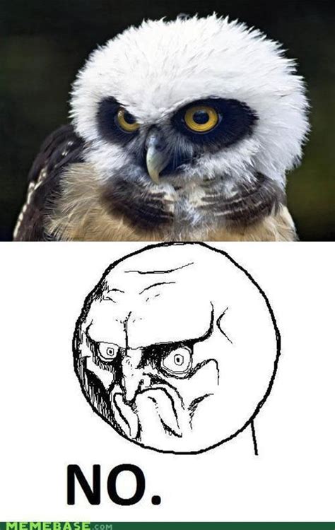 memebase owl page 9 all your memes in our base funny memes