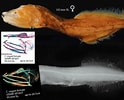 Afbeeldingsresultaten voor Cetostoma regani Geslacht. Grootte: 124 x 100. Bron: reptileevolution.com