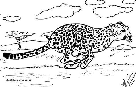 printable cheetah coloring pages  coloringfoldercom animal