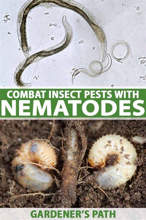 use beneficial nematodes to combat insect pests gardener