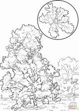 Coloring Oak Bur Tree Elm Printable Pages Click Designlooter Template Drawings Trees 1440px 1020 35kb Categories sketch template