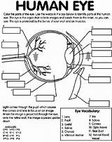 Crayola Ocular Anatomia Eyeball Worksheets Ciencias Natu Sheets Sentence Dentistry Pocket sketch template