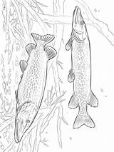 Coloring Pike Pages Fish Recommended Printable sketch template