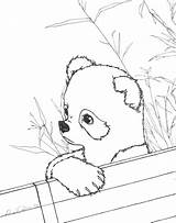 Panda Coloring Pages Cute Red Baby Realistic Printable Kids Pandas Print Abraham Color Lincoln Anime Sheets Drawing Animals Bear Bamboo sketch template