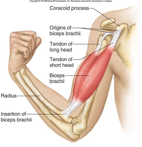 biceps brachii body muscle anatomy human muscle anatomy muscular system anatomy
