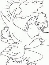 Coloring Bird Flying Pages Swallow Popular sketch template