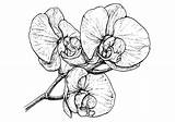 Orquidea Flower sketch template