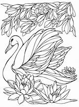 Coloring Pages Adult Painting Swan Printable Embroidery Birds Bird Patterns Watercolor Adults Colouring Books Sheets Swans Heller Ruth Glass Color sketch template